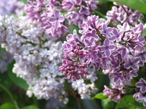 DSCF0115