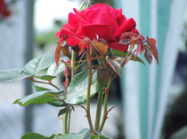 DSCF0116