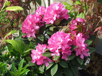 DSCF0117