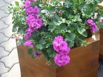 DSCF0118