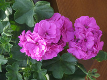 DSCF0119