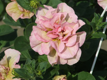DSCF0129
