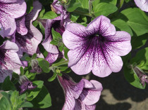 DSCF0130