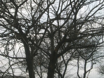 Picture 026