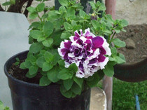 DSCF0391