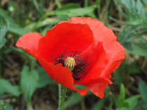 DSCF0422