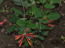 DSCF0559