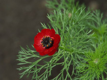 DSCF0592