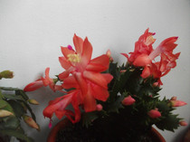 poze 168