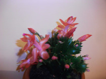 poze 003