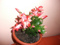 poze 004