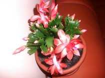 poze 005