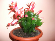 poze 006