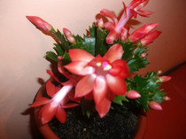 poze 007