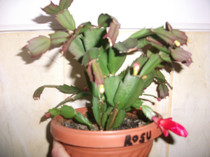 poze 008