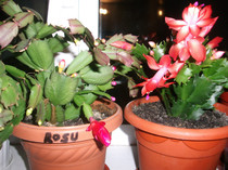 poze 009