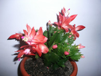 poze 116
