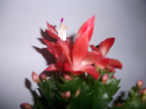 poze 118