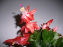 poze 119