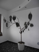 Ficus-dupa ce l-a prins o noapte de ger