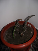 cactus care nu mai vrea sa traiasca