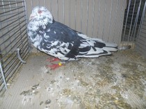 09087a roman