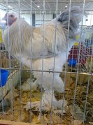brahma herminat deschis pe albastru