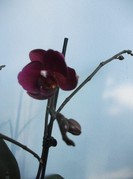 poze 129