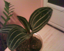 Ludisia