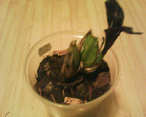 Lycaste Macama Atlantis
