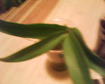 dendrobium