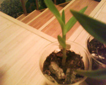 epidendrum