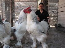 brahma 2[1]