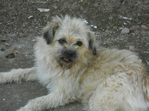 RINGO