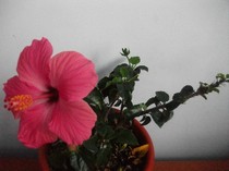 poze 803