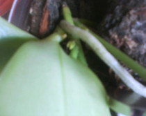 phala -crestem
