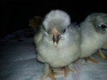 Photo0037