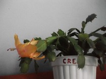 poze 830