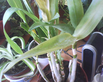 dendrobium berry-oda