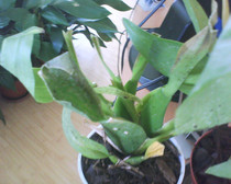 brassia