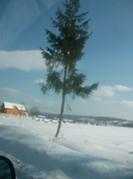 poze 1106