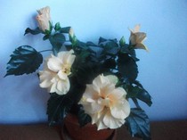 poze 1167