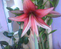 HIPPEASTRUM-BOGOTA