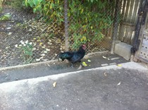 Achizitie Noua de la nerlam; Am achizitionat un cocos Australorp de la http:nelram.sunphoto.ro
