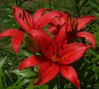liliuimag. 6