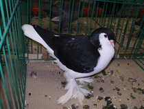 6142 lahore 0