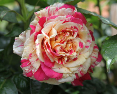 Vanille-Fraise - catarator; Trandafir catarator. Numele acestui soi descrie cu fidelitate culorile sale delicate și originale. Vanilie și căpșuni. Culori destul de variabile, unele flori pot fi mai mult roșu si mai putin crem si
