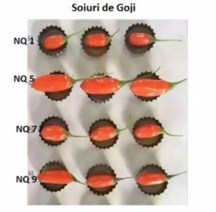 Goji-diferentele dintre soiurile NQ1 NQ5 NQ7 si NQ9; Seminte de Goji NQ1, NQ5 si NQ9
*Goji rosu NQ1 
1 RON – 20 seminte
*Goji rosu NQ5 (Are fructele dulci, este productiv si fructul este mare).
3 RON – 20 seminte
*Goji rosu NQ7 (Mai putin productiv si c
