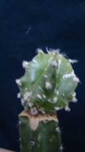 Astrophytum myriostigma cv. Hakuun - nudum
