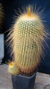 Eriocactus  leninghausii